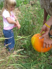 Addison Harvesting a Pumpkin with Papa2
